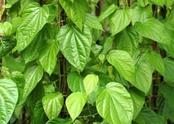 Cara Aman dan Efektif Menggunakan Daun Sirih untuk Perawatan Kewanitaan