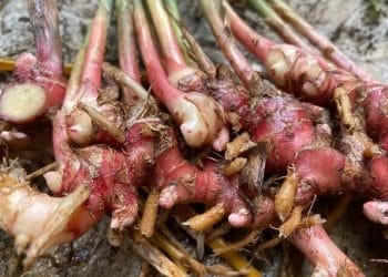 9 Khasiat Dahsyat Jahe Merah