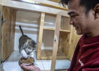 Perhatian Ini Saat Memberi Makan Kucing Anda
