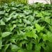 daun ubi