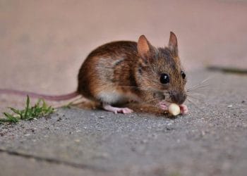 7 Hewan yang Tahan Racun Ular, Punya Penawar Alami