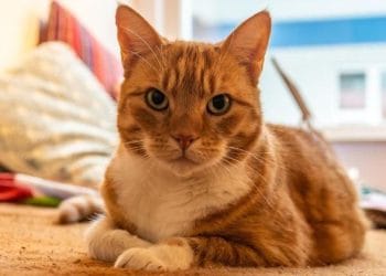 250 Nama Kucing A-M yang Menenangkan