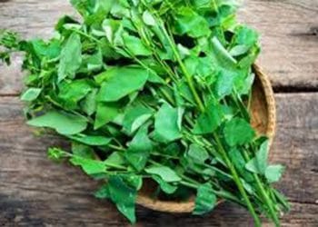 7 Cara Menyimpan Daun Katuk agar Tahan Lama, Hindari Paparan Cahaya