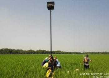 pengendalian hama alami