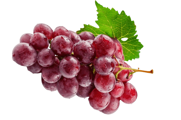 makanan sehat untuk ginjal