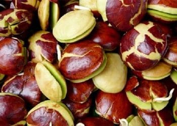 penyebab harga jengkol naik