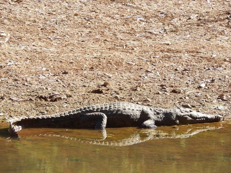 perbedaan buaya air asin dan tawar
