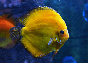 ikan discus