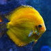 ikan discus