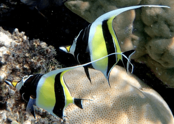 5 Fakta Menarik Ikan Moorish Idol yang Indah Tapi Sulit Dirawat