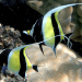 5 Fakta Menarik Ikan Moorish Idol yang Indah Tapi Sulit Dirawat
