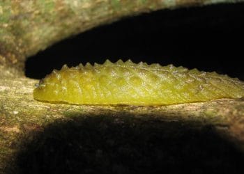 5 Fakta Menarik Siput Durian yang Unik