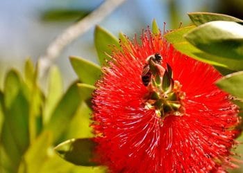 5 Fakta Menarik Callistemon, Bunga Sikat Botol Australia