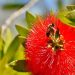 5 Fakta Menarik Callistemon, Bunga Sikat Botol Australia