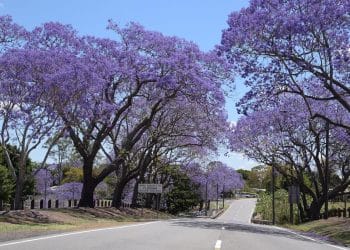 5 Fakta Menarik Pohon Ungu Penyaring Polusi