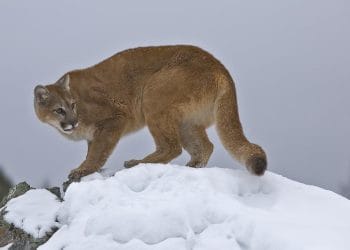 perbedaan singa dan singa gunung