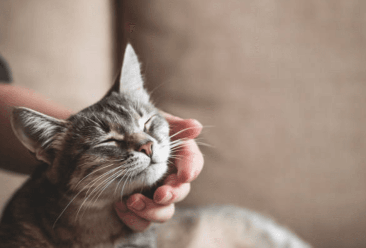 fakta menarik kucing