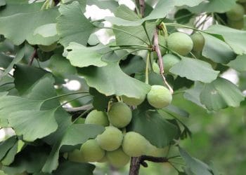 fakta ginkgo biloba