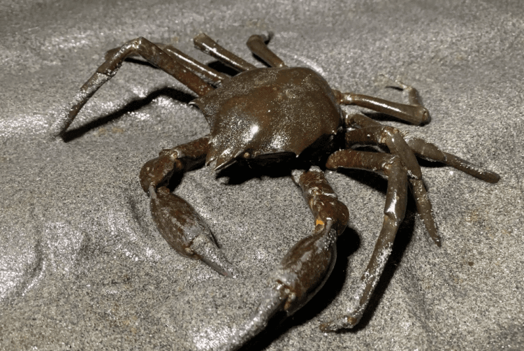 fakta kepiting rumput laut utara