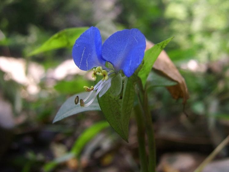 bunga commelina communis