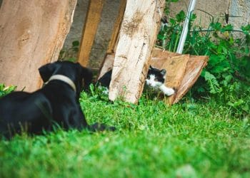 Mengapa Kucing dan Anjing Suka Makan Rumput?