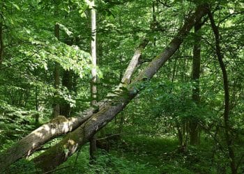 4 Fakta Menarik Hutan Białowieża, Hutan Purba Eropa