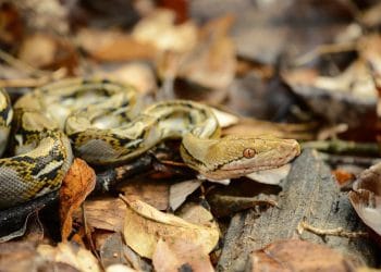 5 Fakta Menarik Sanca Batik, Ular Terpanjang di Dunia Selain Anakonda