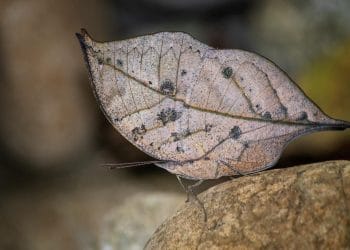5 Trik Hewan Menyamar sebagai Daun Kering, Jangan Sampai Tertipu!