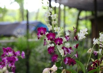 6 Tanaman Unik yang Tumbuh Tanpa Tanah