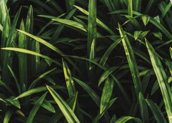 12 Manfaat Daun Pandan untuk Kesehatan, Rahasia Herbal yang Harus Diketahui