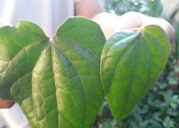 8 Manfaat Daun Sirih untuk Kesehatan, Kurangi Keputihan, Sembuhkan Luka Lebih Cepat