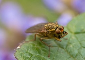 5 Fakta Menarik Lalat Kotoran Kuning, Hidupnya Hanya Dua Bulan