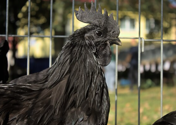 5 Fakta Menarik Ayam Cemani, Burung Hitam Mistis yang Langka