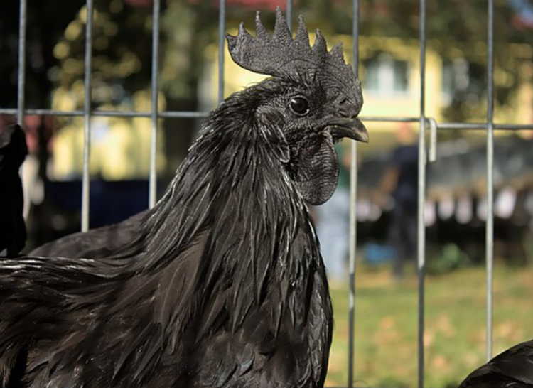 Ayam Cemani (foto SH)