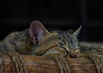 alasan kucing mendesis