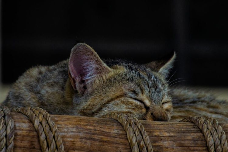 alasan kucing mendesis