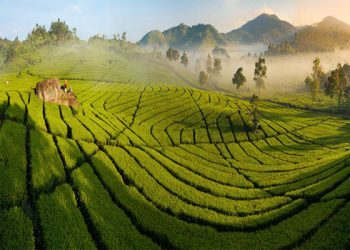 destinasi populer Ciwidey 2025