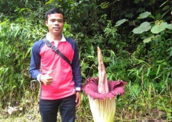 Bunga Bangkai di Jatinegara Disangka Pohon Pisang Tapi Berbau Busuk