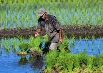 RI Tahun Ini Tak Impor Beras, Gula, dan Jagung Pakan