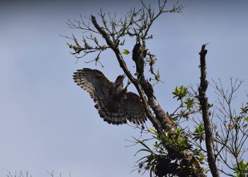 5 Hewan Langka di Taman Nasional Gunung Merbabu