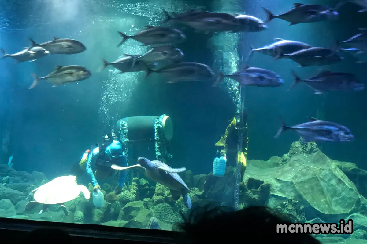 Aquarium Indonesia