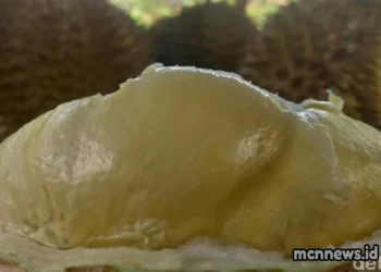 Potensi wisata durian