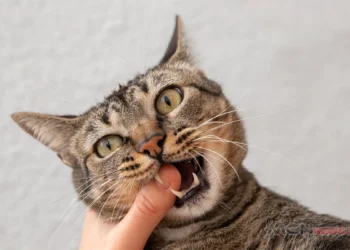 kucing sering menggigit tangan dan kaki manusia
