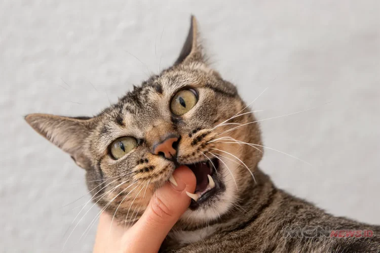 kucing sering menggigit tangan dan kaki manusia