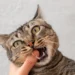 kucing sering menggigit tangan dan kaki manusia